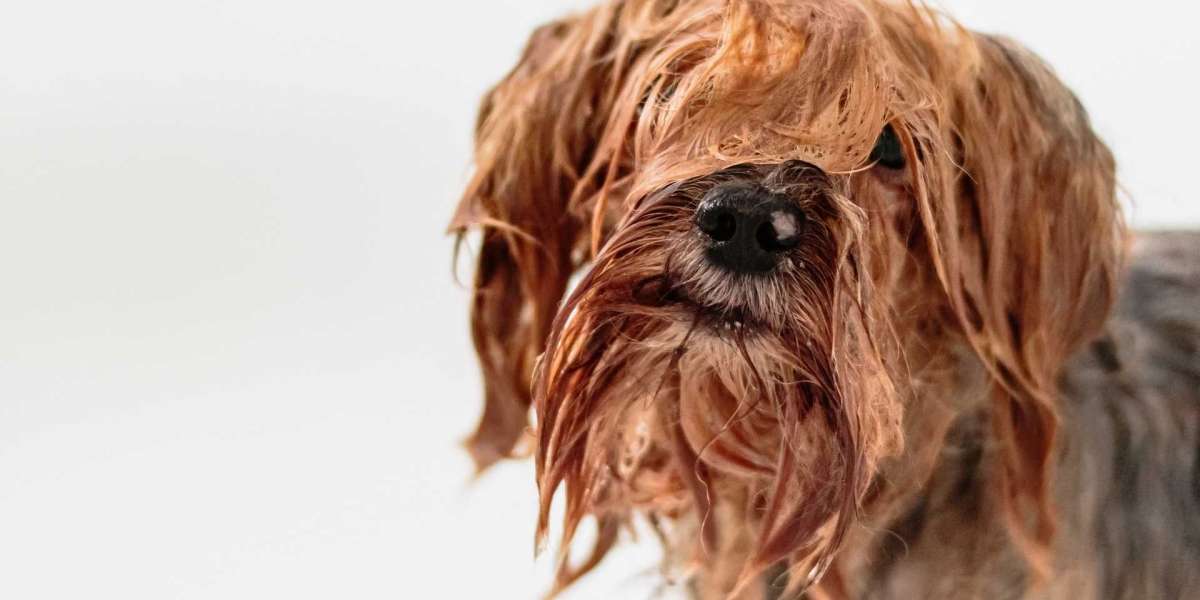 Pampering Your Pet: Top Mobile Dog Grooming in Nashville