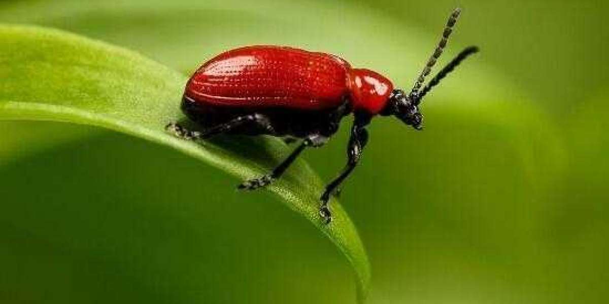 Current Mortgage Rates Report for Aug. 15, 2025: Lowest 30-year Conventional Rate since April