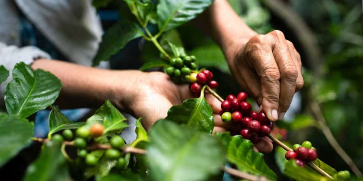 Discover the Rich World of Australian Coffee with a Premium Coffee Subscription Box